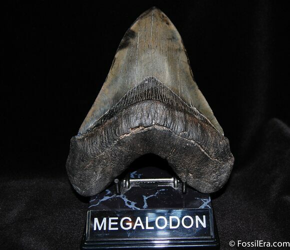 Huge, Serrated Inch Megalodon Tooth #185